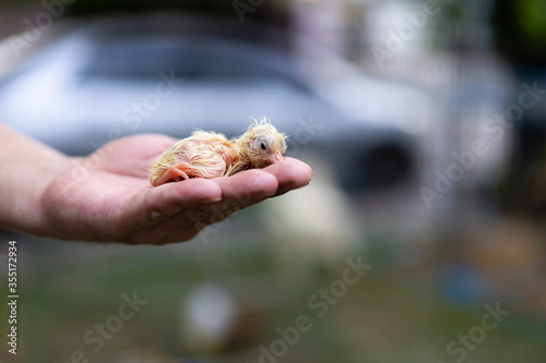 Adorable Leghorn chick on human man hand in outdoor light with blur background.