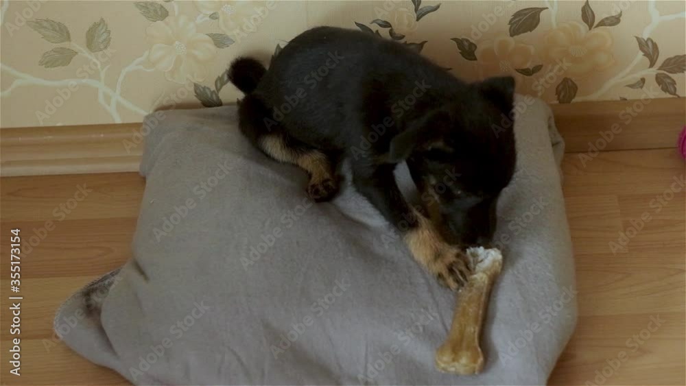 Close-up of Cute, smart, Hungry Little young black puppy dog lying and eating food, a bone. Domestic animals Close-up of Cute, smart, Hungry Little young black puppy dog lying and eating food, a bone. Domestic animals