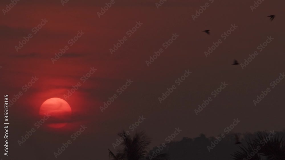 A colony of bats flying across the night sky with the fiery sunset in the background in Cambodia - close up A colony of bats flying across the night sky with the fiery sunset in the background in Cambodia - close up