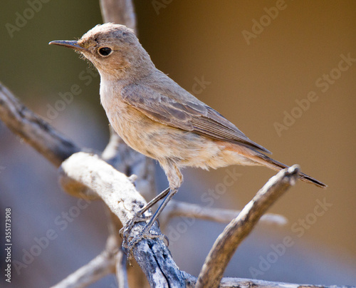 Familiar Chat perched in tree