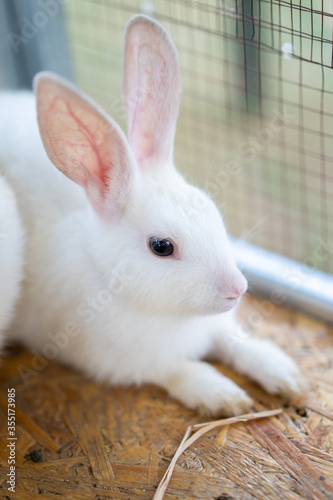 White rabbit is sit in the cage at the outdoor field.
