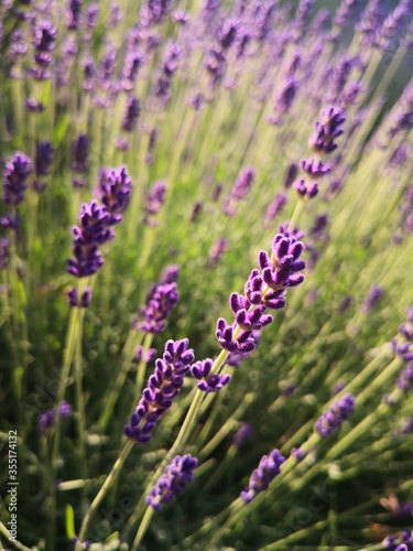 Beautiful Lavender Field Close Up