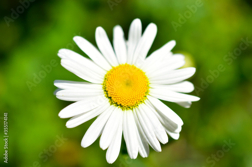 Flowers of white daisies close up in summer