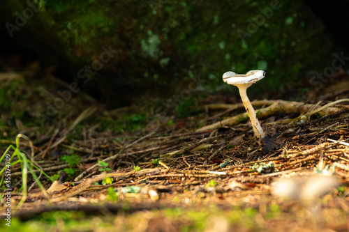 Mushroom in the forest 2