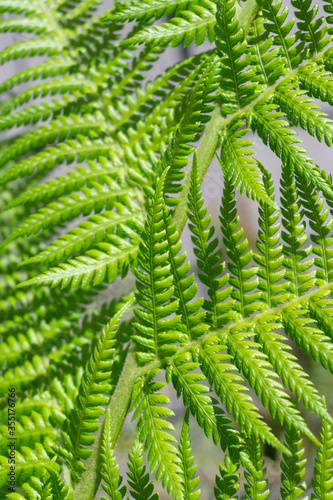 Fern leaves growing in many directions. Plant close up background. Fresh natural background.