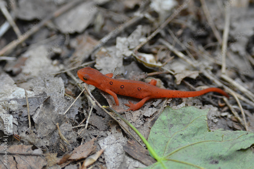 Red Spotted Newt on forest floor Red Spotted Newt on forest floor