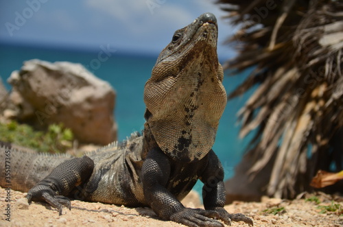 Iguana in Tulum archaeological site, Quintana Roo.Mexico