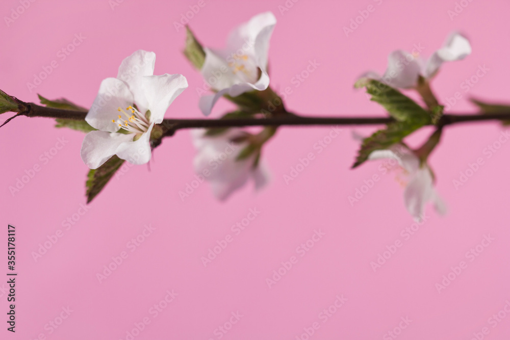 Obraz premium Sprig of blooming cherry on a pure pink background with place for text. White flowers on a branch in macro with copy space. Floral decorative card for an inscription.