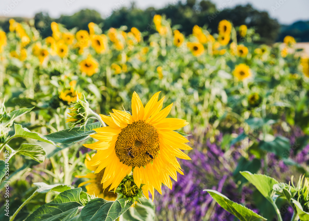 Obraz premium Sunflowers field background. Sunflower blooming. 