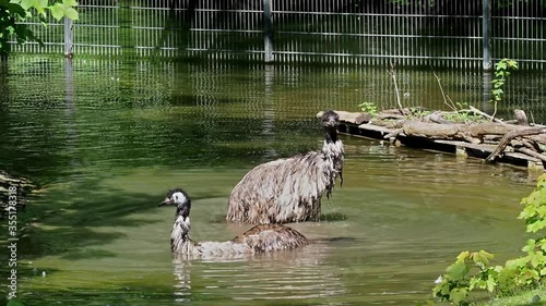 The emu, Dromaius novaehollandiae is the second-largest living bird by height, after its ratite relative, the ostrich. It is endemic to Australia