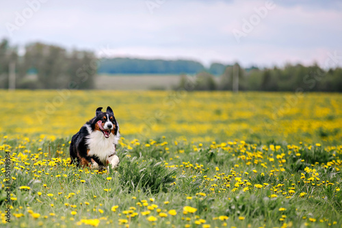 Australian Shepherd playing on the grass. A happy dog runs through a field with yellow dandelions