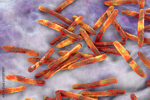 Bacteria Mycobacterium tuberculosis photo