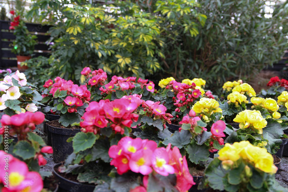The Most Beautiful Flowers to Grow in the Greenhouse. Suitable plants are available for every kind of greenhouse and climate. Flowers are a popular retail. Greenhouse in spring with flowering plants.