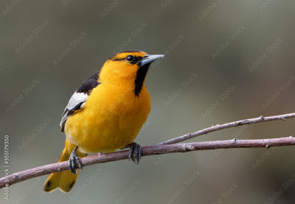 A Bullock's oriole rests on a branch in Wyoming. A Bullock's oriole rests on a branch in Wyoming.