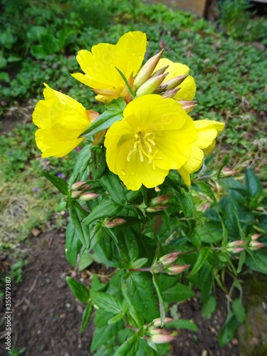 Stauden-Nachtkerze / Oenothera tetragona photo