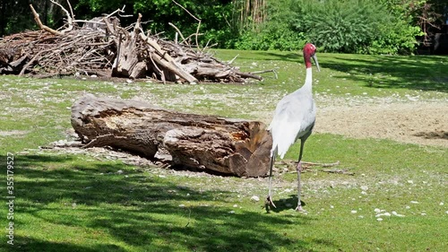 The Sarus crane, Grus antigone is a large non-migratory crane found in parts of the Indian Subcontinent, Southeast Asia and Australia photo