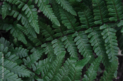 Landscape closeup photo of fern plant leaves