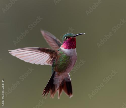 Fotografie, Obraz A broad-tailed hummingbird hovers in midair in Colorado