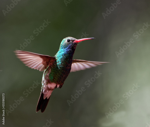 A broad-billed hunmingbird hovers mid-air in Patagonia, Arizona