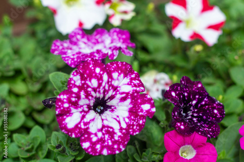 Petunia.Very beautiful bright  colorful  blooming petunias in a flower bed.Petunia hybrida