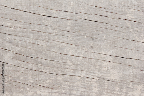 the bark of a tree painted white. chalk whitewash on wood. white tree. wood white texture