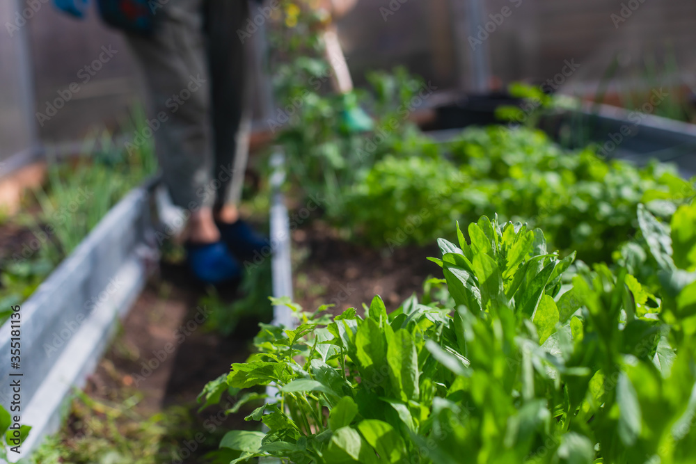Naklejka premium Process of working and gardening in greenhouse hothouse, farmer watering the plants, vegetables and seedlings