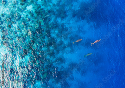 Tableau sur toile the family of dugongs (sea cow) in the blue ocean