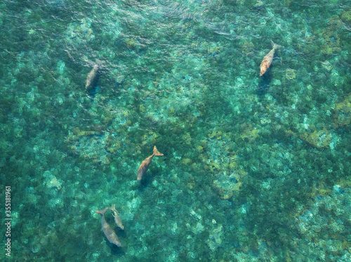 the family of dugongs (sea cow) in the blue ocean