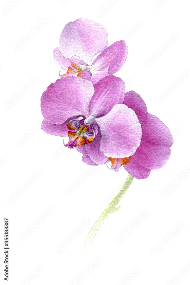 Obraz premium Watercolor orchid branch, hand drawn floral illustration isolated on a white background.