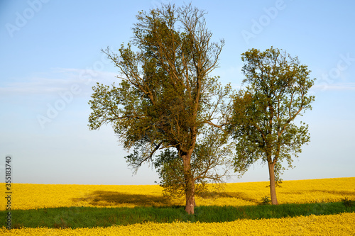 agriculture, blue, clouds, countryside, crop, farm, field, flower, grass, green, landscape, meadow, movement, nature, oil, oilseed, plant, rape, rapeseed, rural, sky, spring, summer, tree, trees, yell