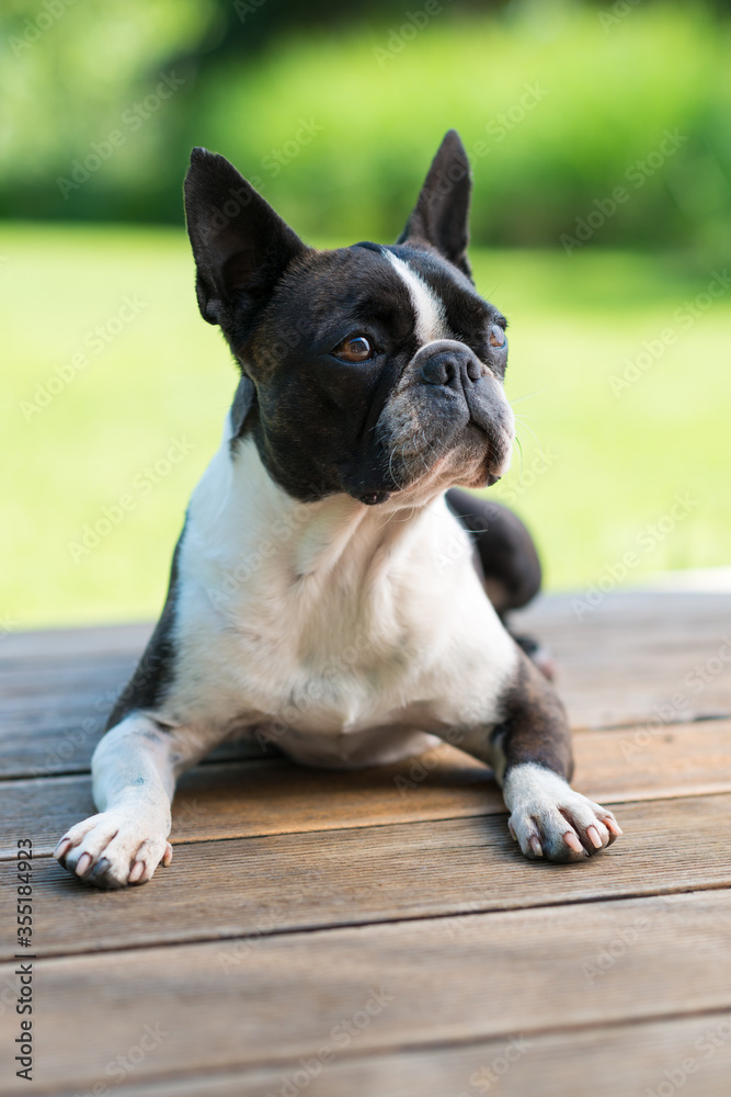 Boston Terrier dog lying on a brown wooden terrace - shallow depth of field