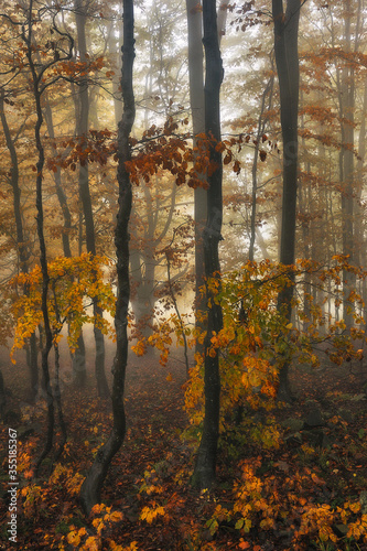 A misty fantastic autumn forest. The beech trees are in a fog © sergnester