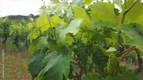 Flowers of vine and young leaves in a south italian vineyards