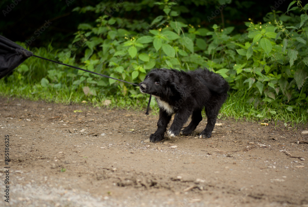 Cute little puppy playing with black jacket in nature Cute little puppy playing with black jacket in nature