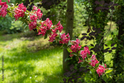 Luxurious bush Weigel Bristol Rubin. Pink flowers on branch of Weigela Bristol Ruby bush. Blurred background of greenery of garden. Selective focus. Ornamental landscaped garden. Nature concept. photo