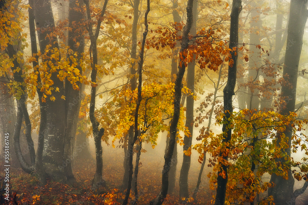 A misty fantastic autumn forest. The beech trees are in a fog