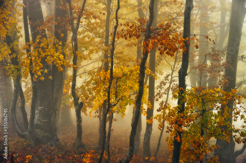 Fototapeta Naklejka Na Ścianę i Meble -  A misty fantastic autumn forest. The beech trees are in a fog