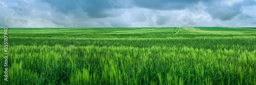 Rye green field after heavy rain  beautiful cloudly sky