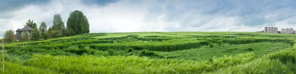 Wheat partly lying down in field after heavy rain. Problems of farmers, losses. panoramic view of rye field Wheat partly lying down in field after heavy rain. Problems of farmers, losses. panoramic view of rye field