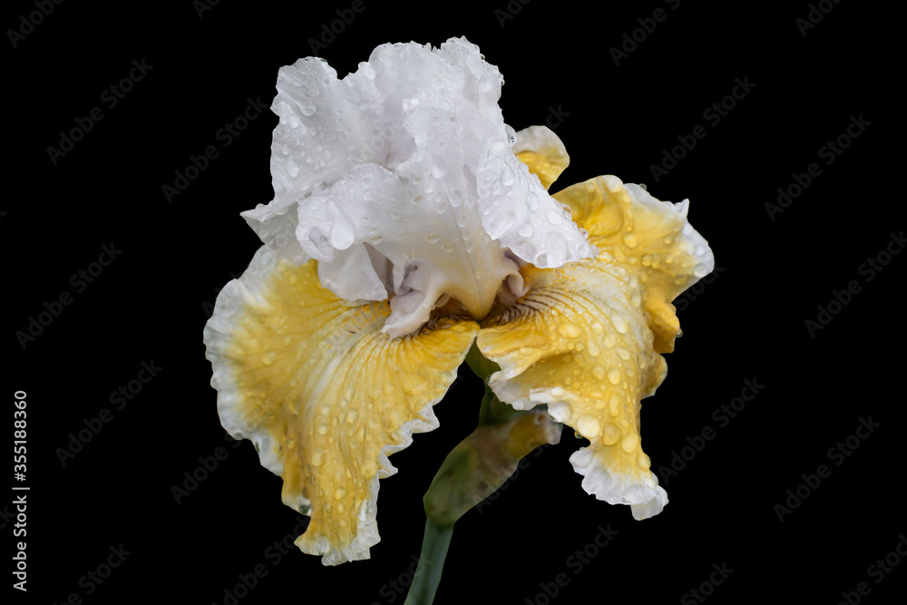Fototapeta premium Isolate on a black background. A beautiful blooming iris called 