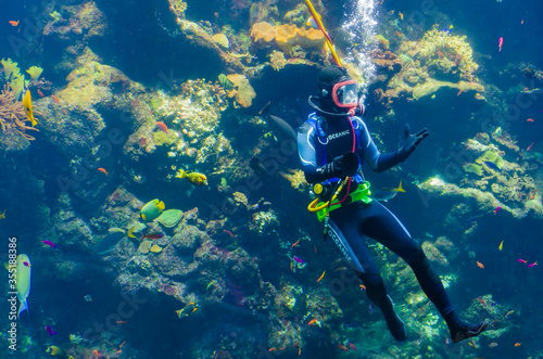 Diver in Monterey Bay Aquarium  California  USA