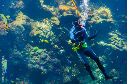 Diver in Monterey Bay Aquarium, California, USA