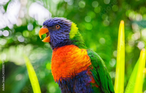 Photos Colorful rainbow lorikeet parrot
