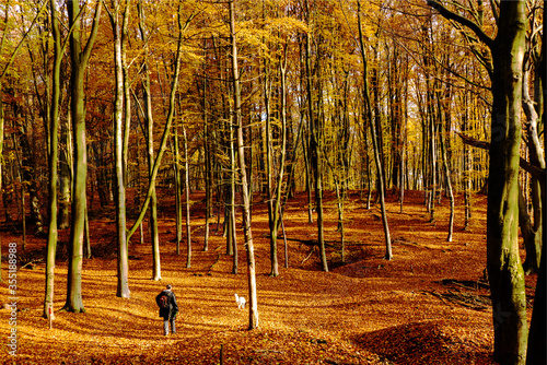 Autumn forest view with a woman walking a dog near Oosterbeek, Netherlands
 photo