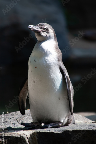 penguin in antarctica