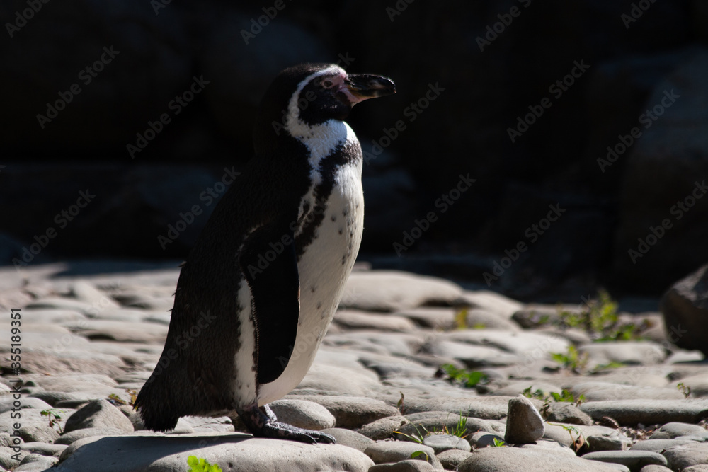 Fototapeta premium penguin on the rocks