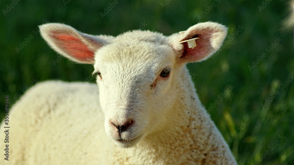 Schaf - zartes, weißes Schäfchen