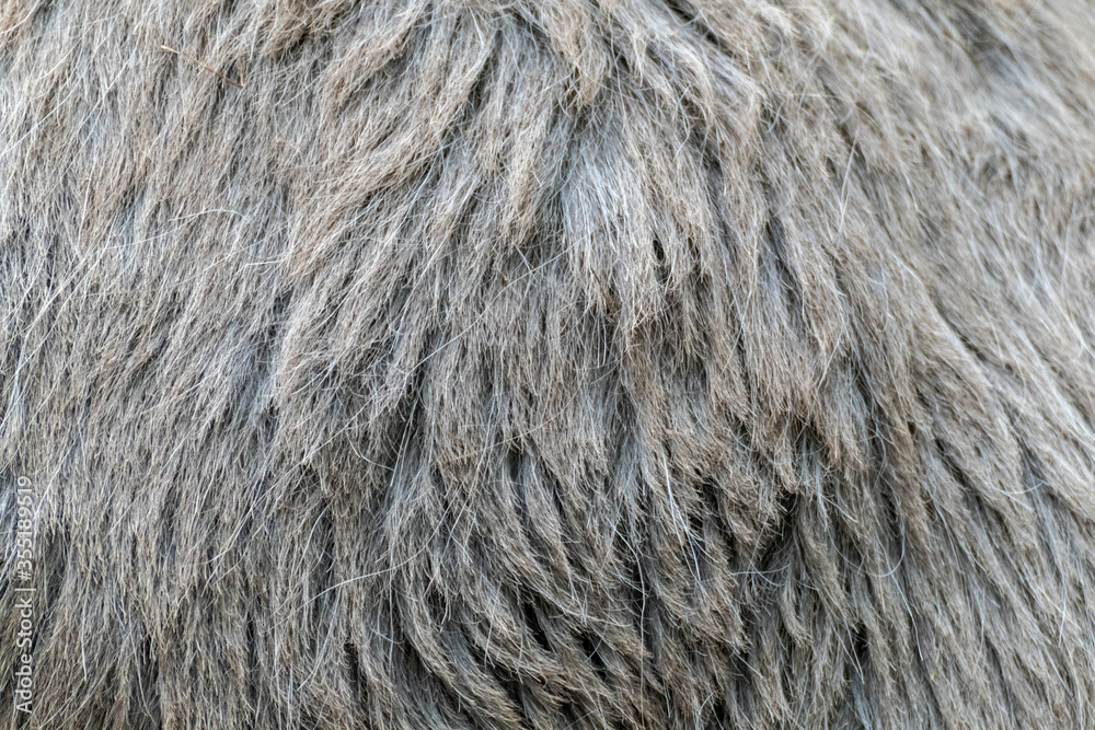 Fototapeta premium Grey stiff donkey's fur close-up texture. Domestic animal wool pattern macro