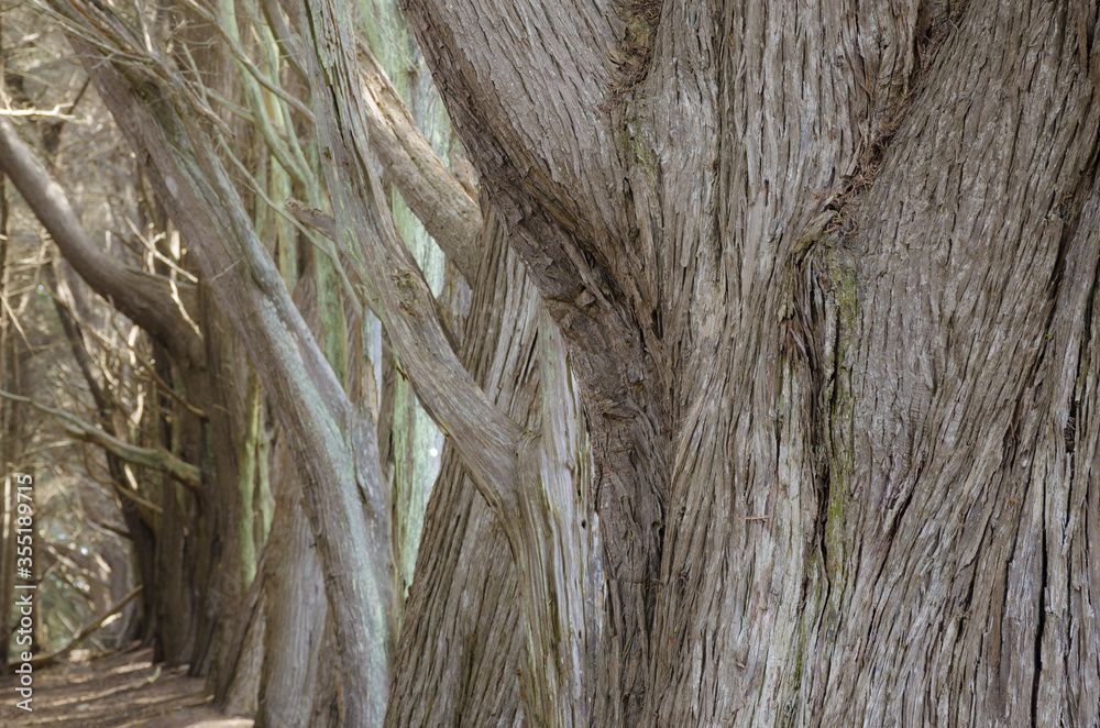 Cypress Grove, Fitzgerald Marine Reserve, California, USA