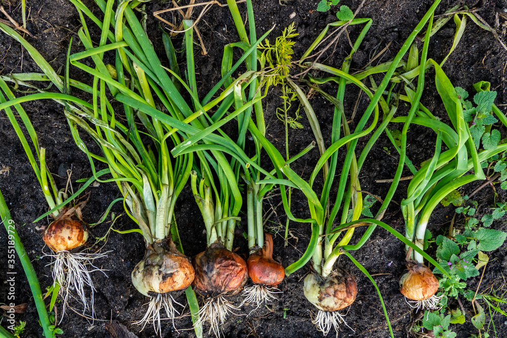 Close up of fresh harvested onions (Allium cepa)
Close up of fresh harvested onions (Allium cepa)